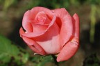 La Rosa La Rosa