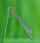 mi st� osservando...