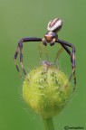 Misumena vatia