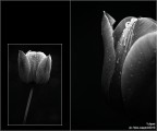 :: TULIPANI ... :: TULIPANI ...