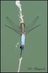 libellula 1 libellula 1