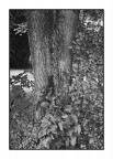 Sole, ombra, alberi, acqua Sole, ombra, alberi, acqua