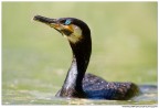 Cormorano Cormorano