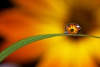 un fiore ... una goccia un fiore ... una goccia