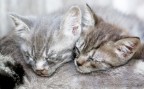 sogni di cuccioli sogni di cuccioli