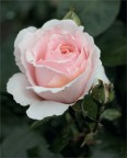 Andrè le Notre Andrè le Notre