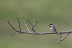 Passero Passero