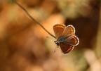 ...Il Mio Aquilone...!!! ...Il Mio Aquilone...!!!