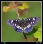 Salvare uno scatto.....