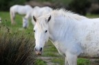 I cavalli bianchi della Camargue I cavalli bianchi della Camargue