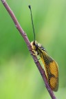 Libelloides longicornis Libelloides longicornis
