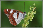 Limenitis reducta Limenitis reducta