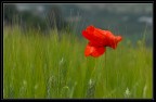 rosso un fiore rosso un fiore