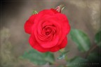 rosa rosae rosarum rosa rosae rosarum
