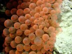 Macro a -10 metri... (anemone) Macro a -10 metri... (anemone)
