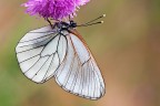 Aporia femmina Aporia femmina