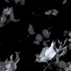 2.8F-filtro giallo-R3
Tmax100 in R09 1+50