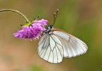 Aporia Aporia