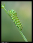 Papilio machaon Papilio machaon