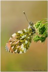 Anthocharis cardamines 2 Anthocharis cardamines 2
