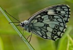 Melanargia galathea Melanargia galathea