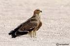 Aquila imperiale Aquila imperiale