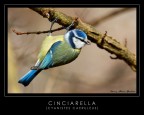 Cinciarella Cinciarella