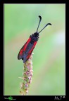 ...Zygaena punctum II...
