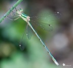 Green Dragonfly flying away! Green Dragonfly flying away!