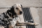 Bau Bau Bau Bau
