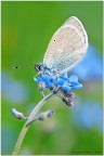 Glaucopsyche alexis Glaucopsyche alexis