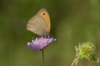 Farfalla Farfalla