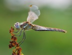 Sympetrum fonscolombii Sympetrum fonscolombii