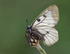 Parnassius mnemosyne Parnassius mnemosyne