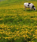 Mucca Mucca