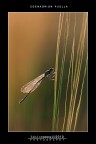 :: COENAGRION PUELLA... :: COENAGRION PUELLA...