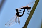 Accoppiamento di libellule in controluce