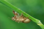 Exuvia Exuvia