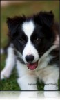 Dirk il mio border collie Dirk il mio border collie