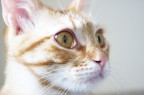 gatto gatto