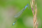 Ischnura Elegans Ischnura Elegans
