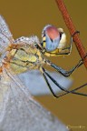 Sympetrum-fonscolombii Sympetrum-fonscolombii