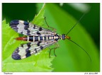 Farfallamaja Farfallamaja