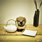 Siamese Cat on Table