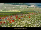 castelluccio di norcia castelluccio di norcia