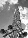 Giglio spoglio Giglio spoglio
