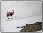 Camoscio PNGP # 1