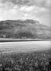 Castelluccio fiorisce Castelluccio fiorisce