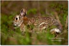 Sylvilagus floridanus Sylvilagus floridanus