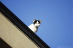 il gatto sul tetto